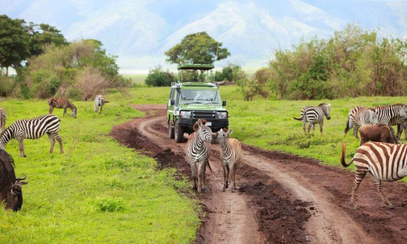 Safari Africa